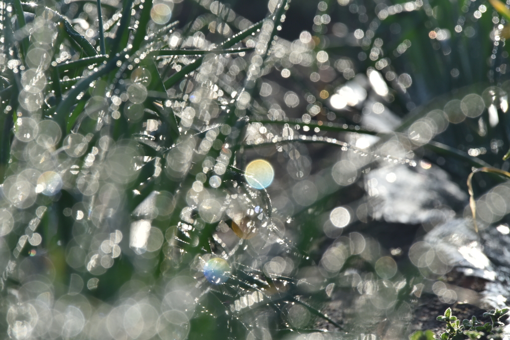 雨上がりの朝⑥
