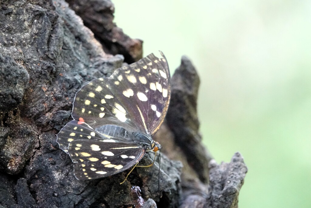 オオムラサキ by nanonji-ji （ID：13582646） - 写真共有サイト:PHOTOHITO