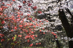 桜とつつじの共演Ⅱ