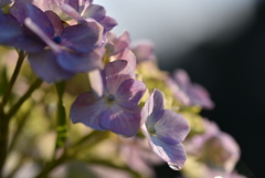 あ・じ・さ・い②