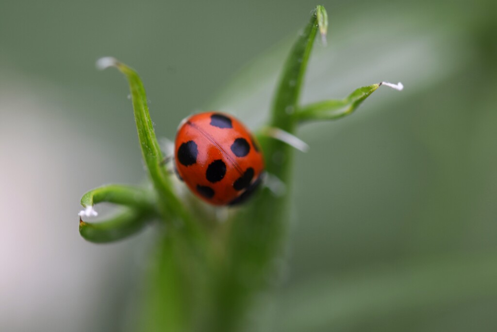 小さなヘルメット