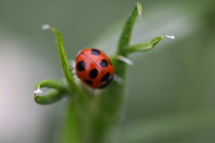 小さなヘルメット