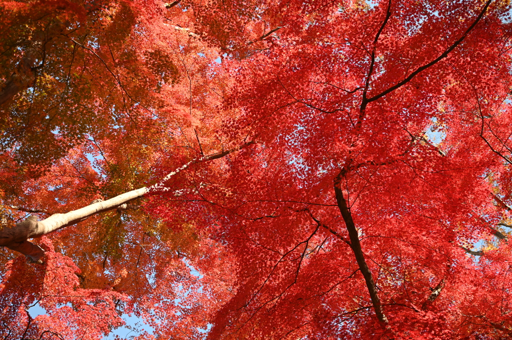 紅葉天井