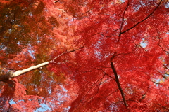紅葉天井