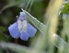 遅霜に耐える①