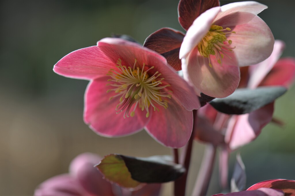 クリスマスローズⅡ