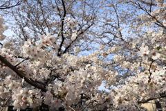 満開　今年も、来年も