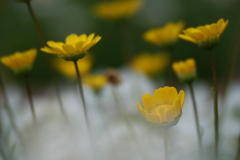 22庭の草花⑩