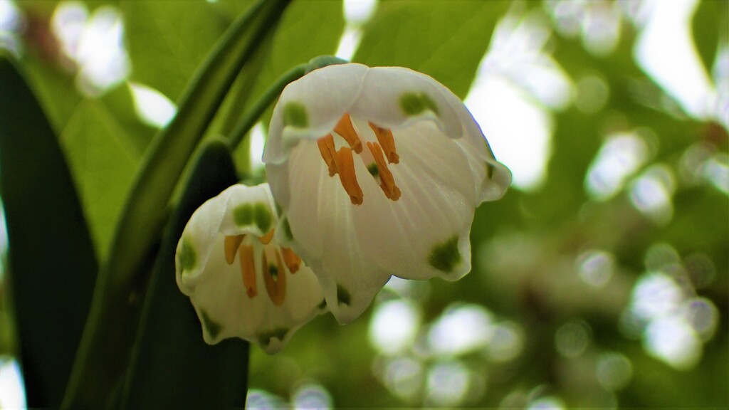 庭の草花⑤