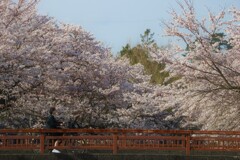 今年の桜②