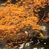 紅葉⑰