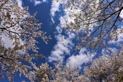 青空とサクラ