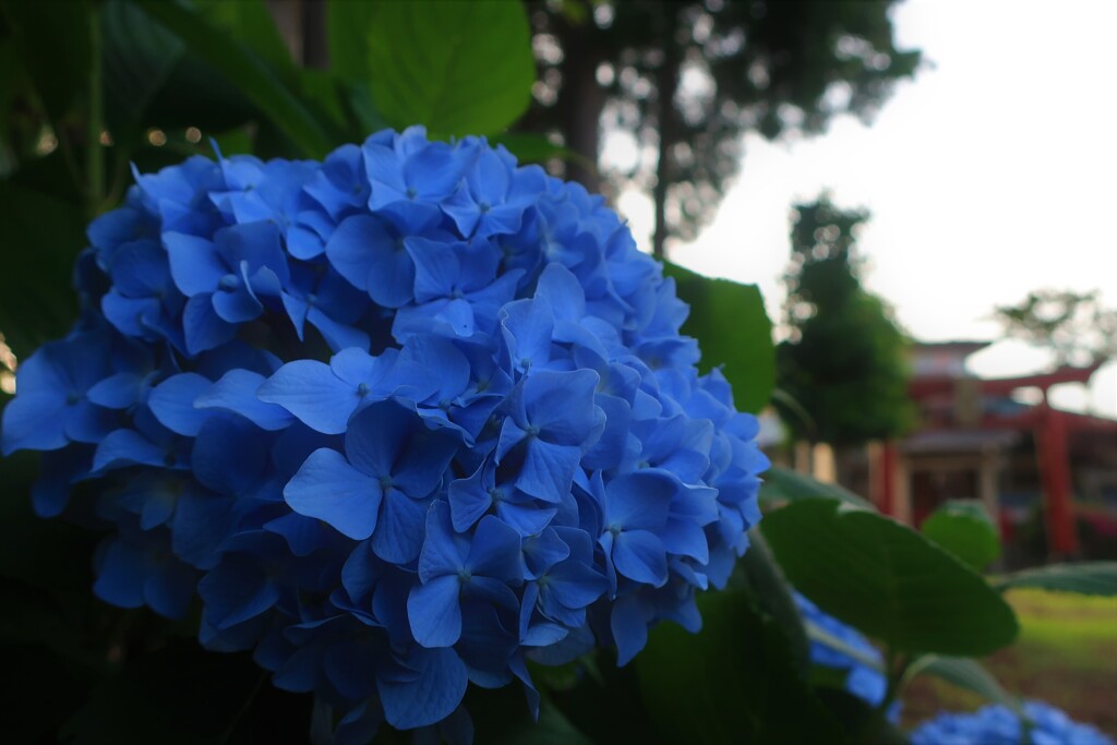 通勤路の花⑧