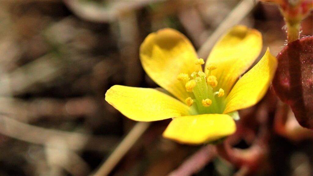 庭の草花⑦