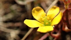 庭の草花⑦