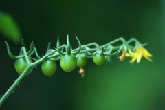 庭の草花⑬