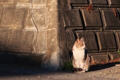 近所の猫