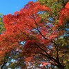 紅葉⑯