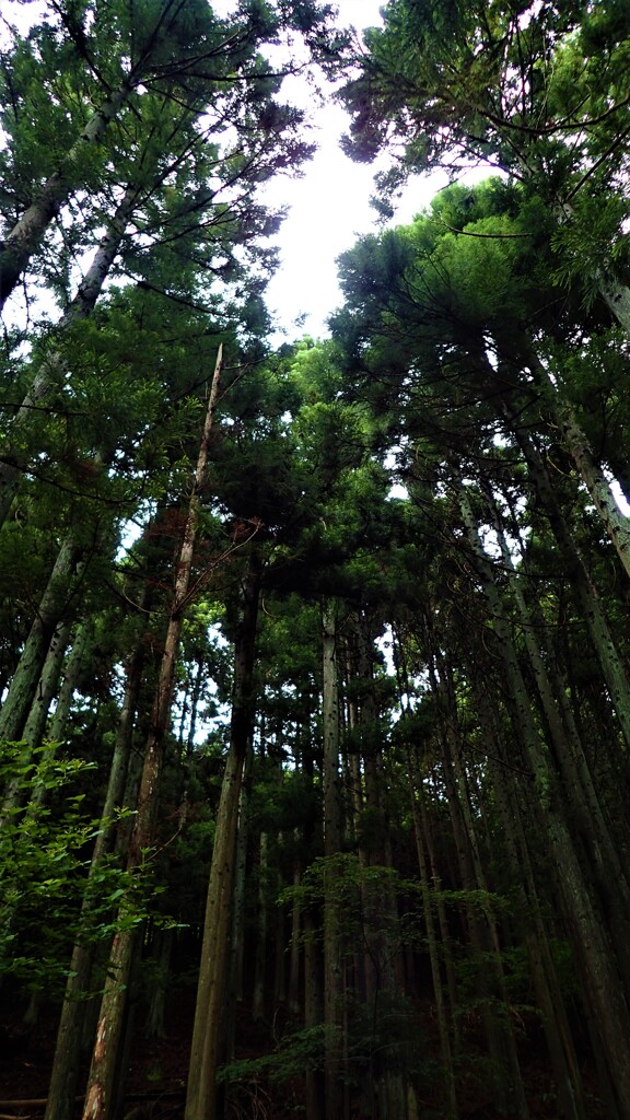 杉林