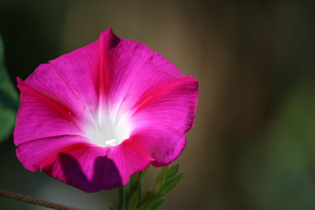 夏の花