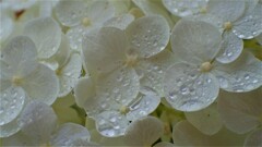 通勤路の花⑪