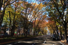 定禅寺通り