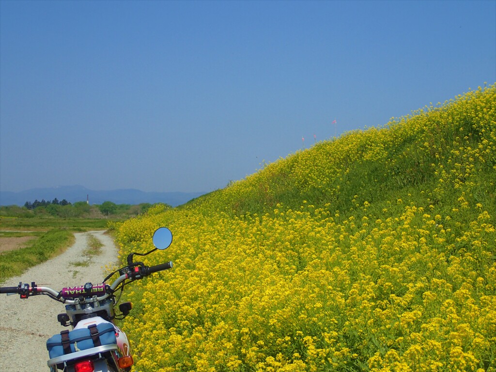 黄色の回廊