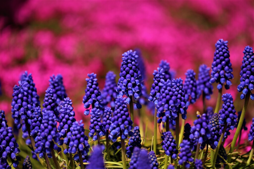 通勤路の花③
