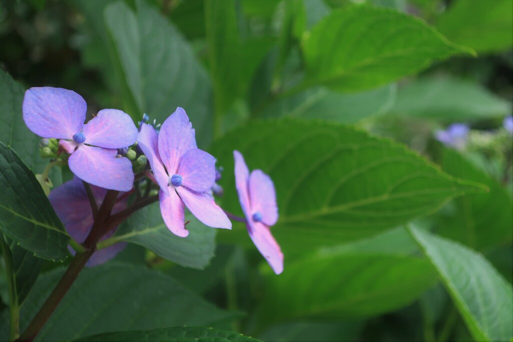 通勤路の花⑨