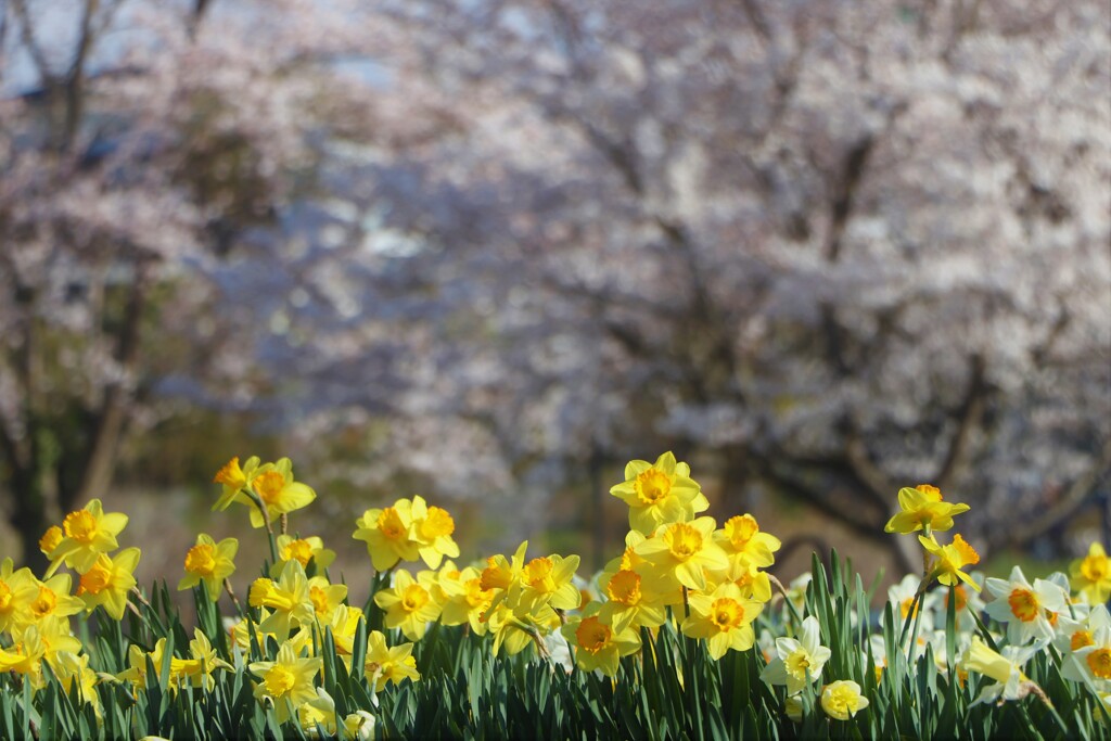 22通勤路の花①