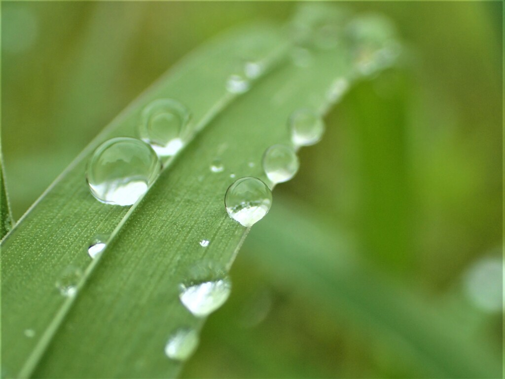 雨雫