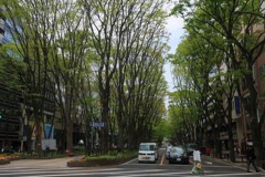 新緑の定禅寺通り