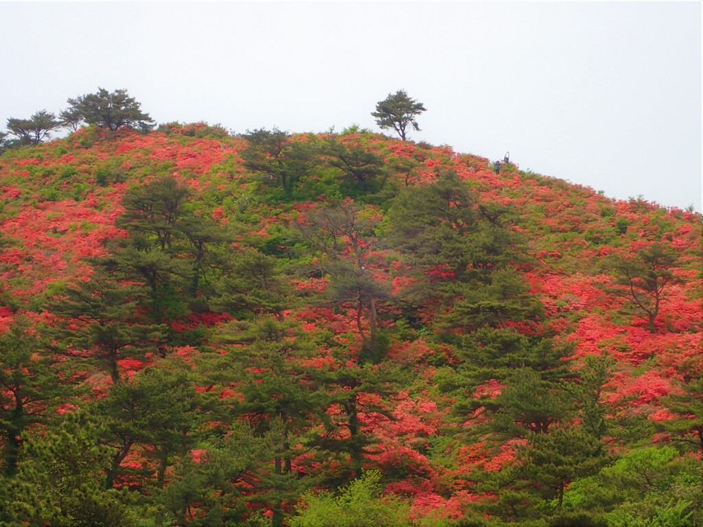 ツツジの山