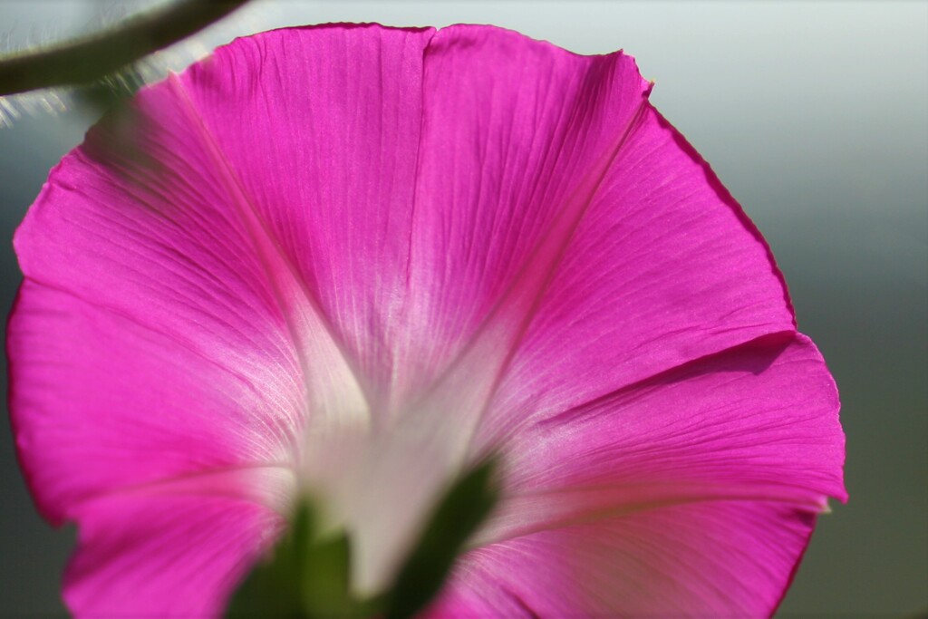 夏の花⑤
