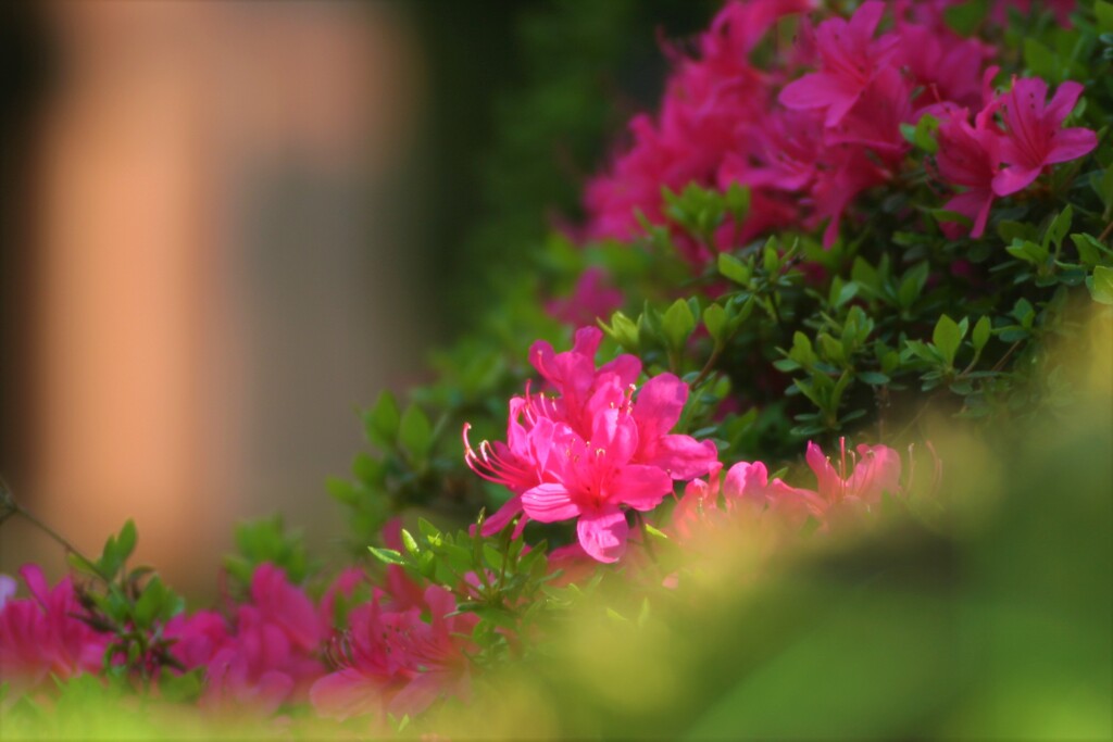 22庭の草花⑤