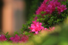 22庭の草花⑤
