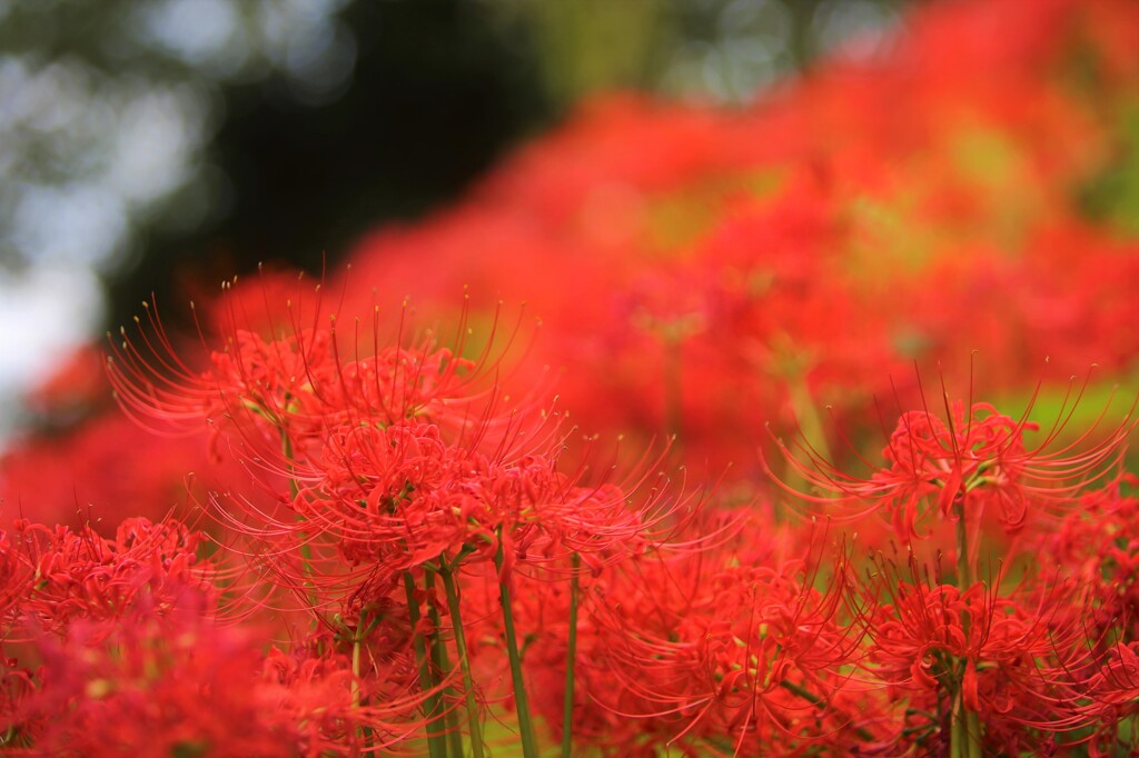 彼岸花