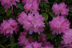 庭の草花④