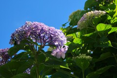 今年の紫陽花③