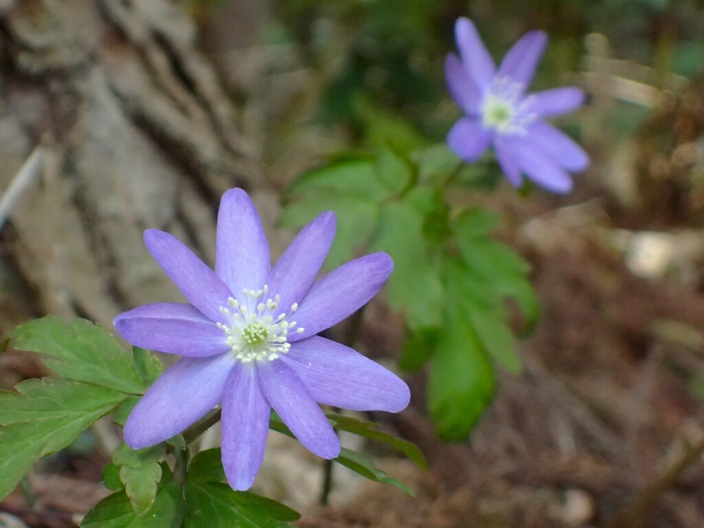 24 山の草花