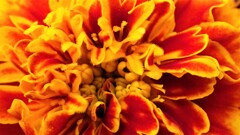 庭の草花⑧