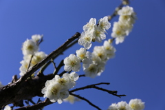 梅