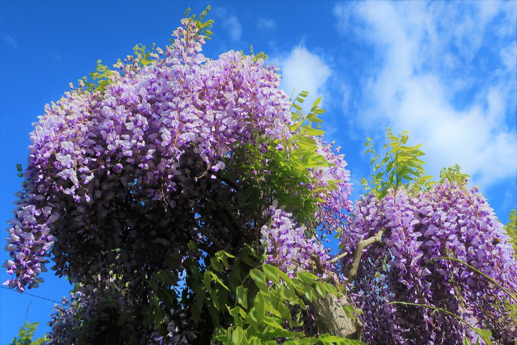 通勤路の花⑤