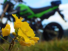 KSRと見た風景(冬の花)