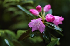 庭の草花③