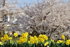 通勤路の花②
