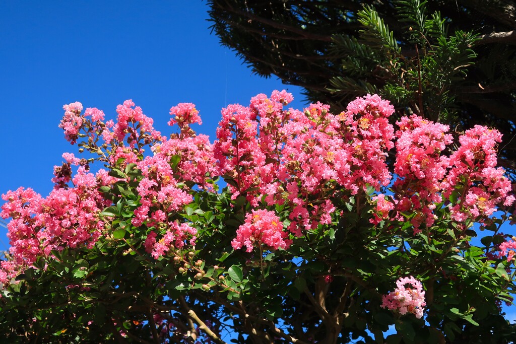 夏の花②