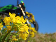 KSRと見た風景(菜花)