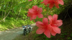 道端の花