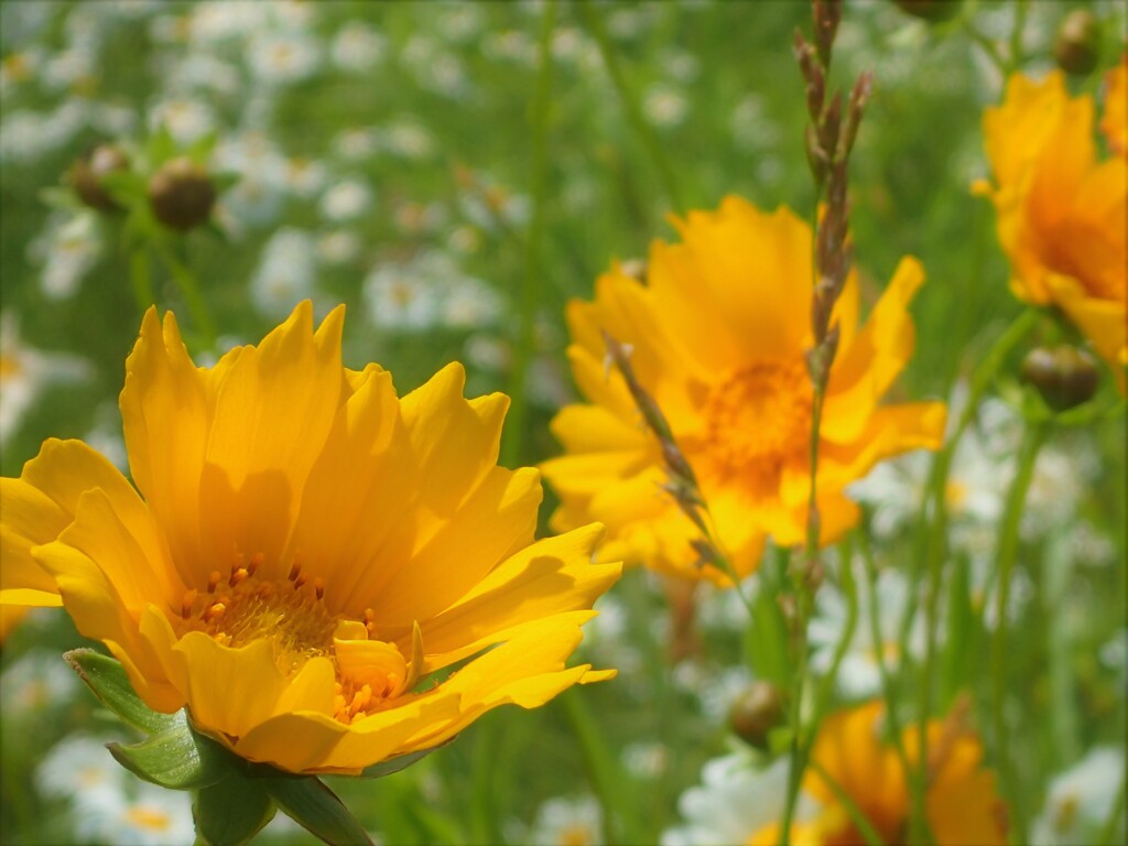 高原の花